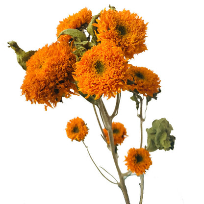Natural Dried Flowers Real Flowers Teacher's Day Sunflower Home Decoration