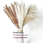 PAMPAS Bohemian Decorative Reed Rabbit Tail Grass Mix And Match Dried Flowers Bouquet