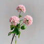 Flowers Hydrangeas SnowballsSmall  Home Furnishings