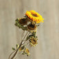 Natural Dried Flowers Real Flowers Teacher's Day Sunflower Home Decoration