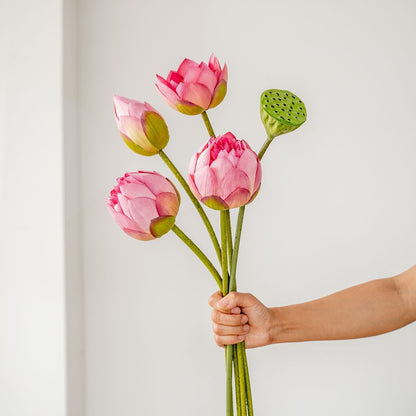 Fake Simulation Of Lotus Flowers Lotus Lotus Pods